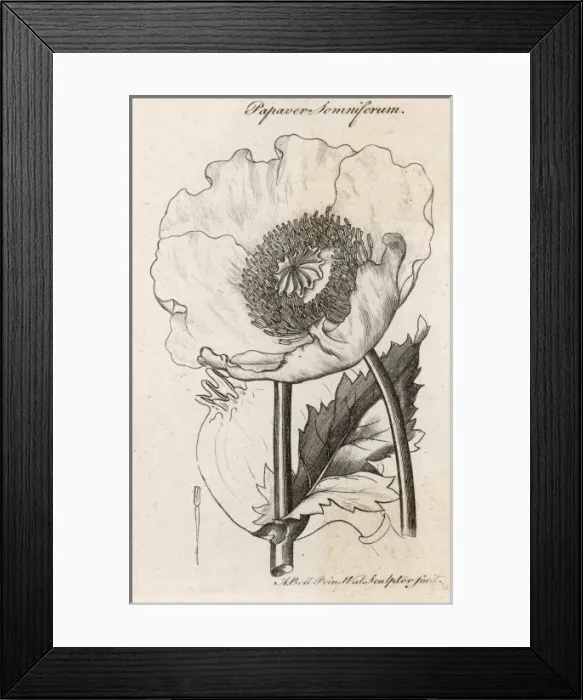 Framed Print : Papaver Somniferum Framed Print : Papaver Somniferum