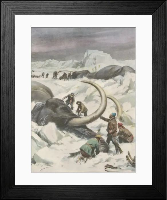 Framed Print : Mammoths Found Frozen Framed Print : Mammoths Found Frozen