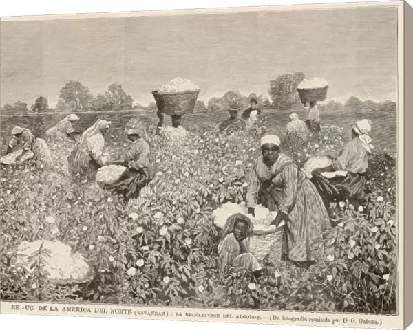 Cotton Harvest, Savannah