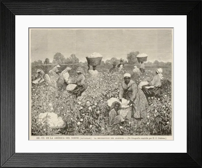 Framed Print : Cotton Harvest, Savannah Framed Print : Cotton Harvest, Savannah