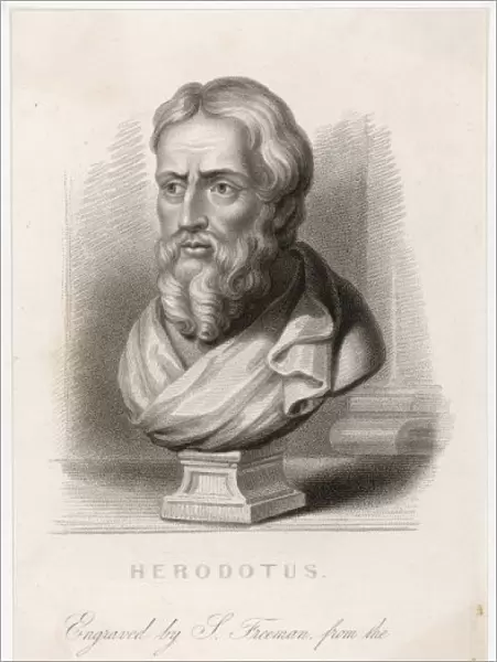 Herodotus  /  Freeman  /  Bust