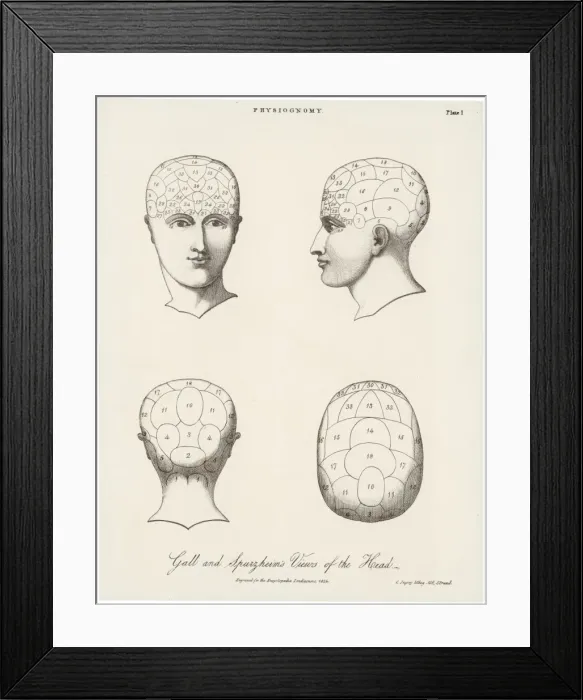 Framed Print : Phrenological Systems Framed Print : Phrenological Systems