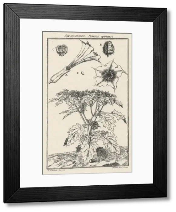 Framed Print : Plants / Datura Stramonium Framed Print : Plants / Datura Stramonium