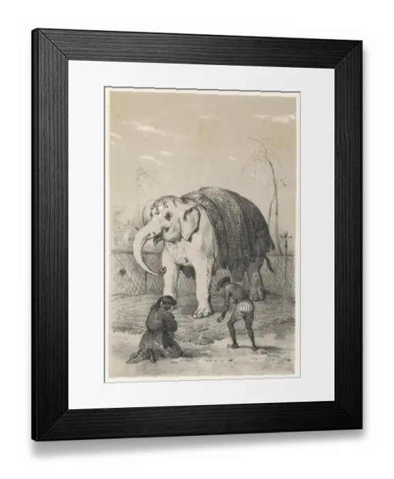 Framed Print : White Elephant / Siam Framed Print : White Elephant / Siam