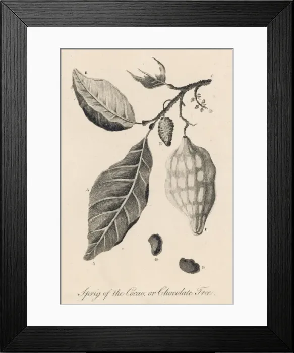 Framed Print : Theobroma Cacao Framed Print : Theobroma Cacao