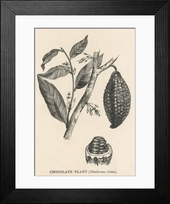 Framed Print : CACAO. Cocoa (or chocolate) plant bearing fruit THEOBROMA CACAO Framed Print : CACAO. Cocoa (or chocolate) plant bearing fruit THEOBROMA CACAO