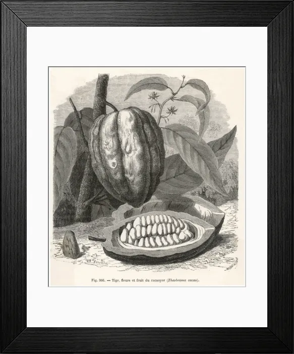 Framed Print : Plant / Theobroma Cacao Framed Print : Plant / Theobroma Cacao