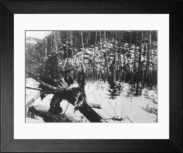 Framed Print : Tunguska Trees Framed Print : Tunguska Trees