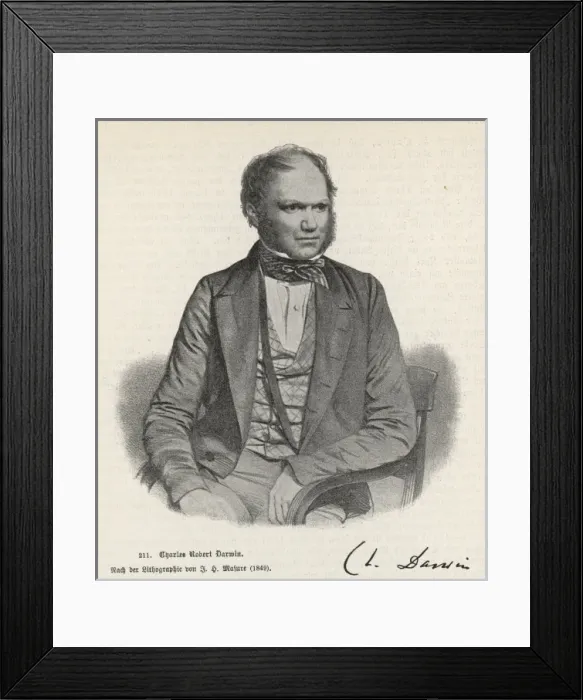 Framed Print : Darwin / 1849 / Masure Framed Print : Darwin / 1849 / Masure