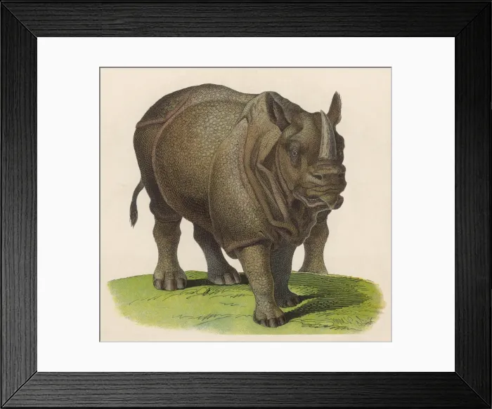 Framed Print : Rhinoceros C1870 Framed Print : Rhinoceros C1870