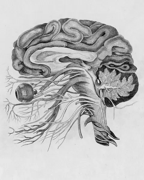 Side View of Brain  /  C19