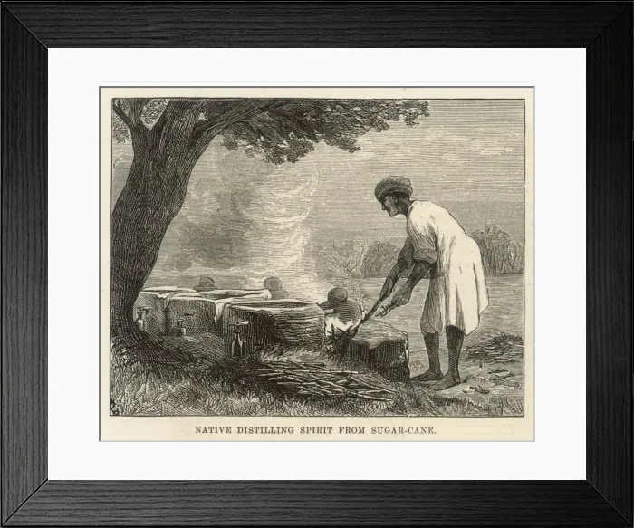 Framed Print : Food and Drink / Sugarcane Framed Print : Food and Drink / Sugarcane