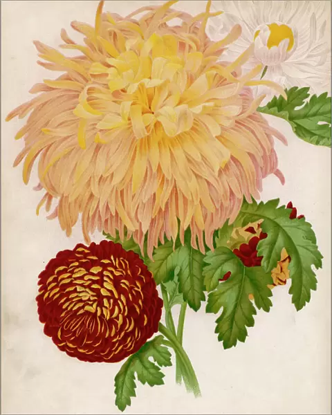 Chrysanthemum  /  Eng. Dic. Gn