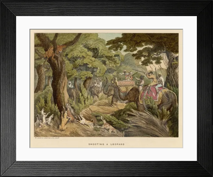 Framed Print : Williamson / Leopard Shoot Framed Print : Williamson / Leopard Shoot