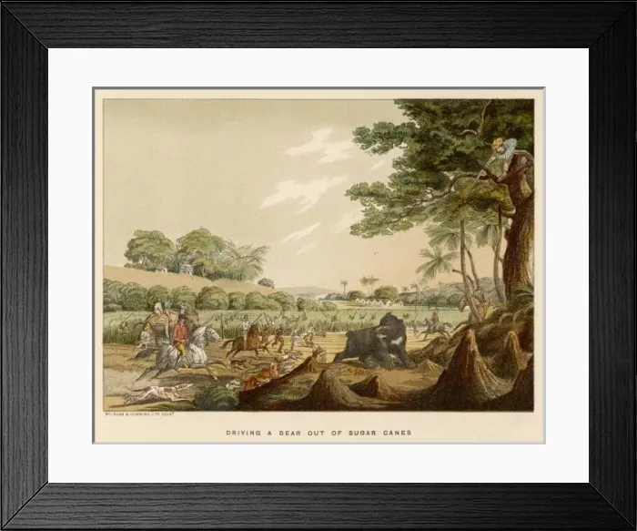 Framed Print : Williamson / Bear in Canes Framed Print : Williamson / Bear in Canes