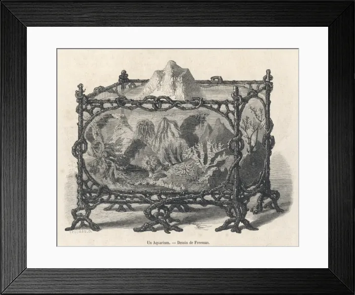 Framed Print : Aquarium by Freeman Framed Print : Aquarium by Freeman