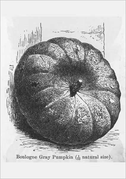 Pumpkin Boulogne Gray