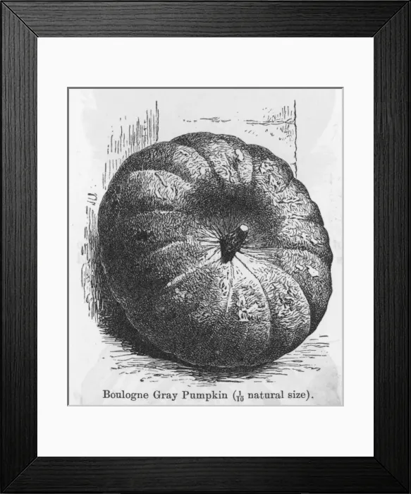 Framed Print : Pumpkin Boulogne Gray Framed Print : Pumpkin Boulogne Gray