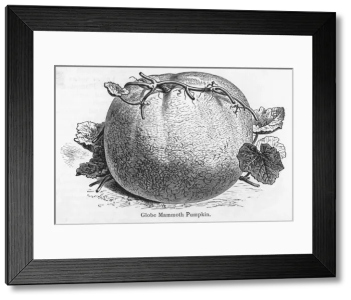 Framed Print : Pumpkin Globe Mammoth Framed Print : Pumpkin Globe Mammoth