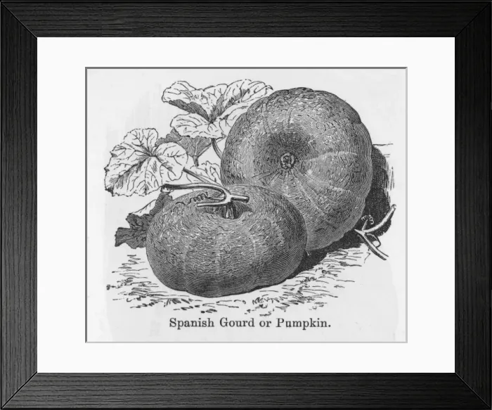 Framed Print : Pumpkin Spanish Gourd Framed Print : Pumpkin Spanish Gourd