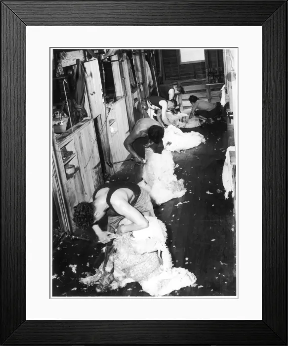 Framed Print : Kiwi Sheep Shearers Framed Print : Kiwi Sheep Shearers