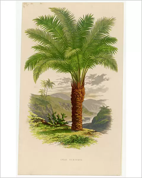 Palm Tree Sago 19C