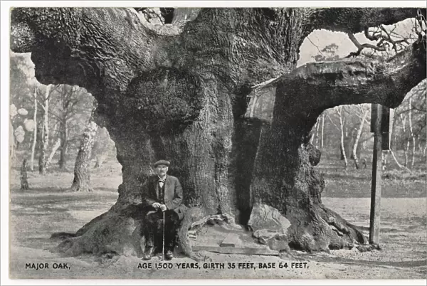 Huge Old Oak Tree C1912