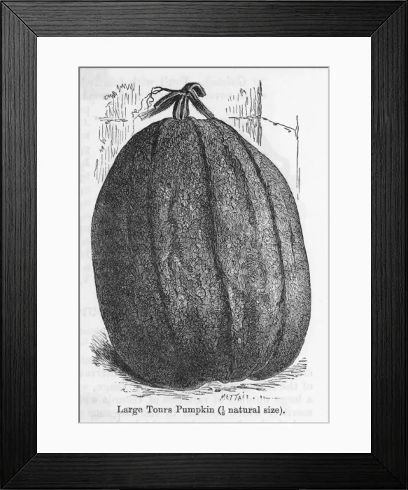 Framed Print : Pumpkin Large Tours 19C Framed Print : Pumpkin Large Tours 19C