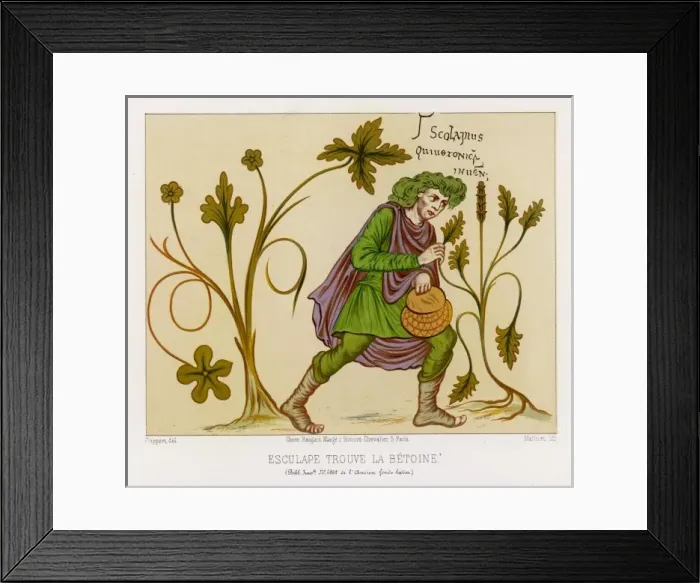 Framed Print : Stachys Officinalis Framed Print : Stachys Officinalis