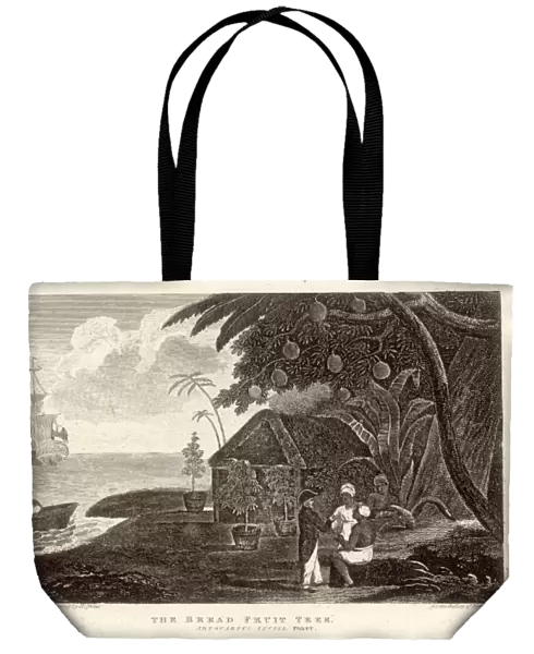 Fruit  /  Breadfruit 1789