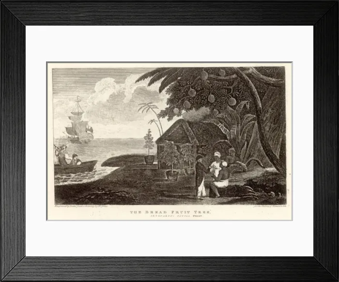 Framed Print : Fruit / Breadfruit 1789 Framed Print : Fruit / Breadfruit 1789