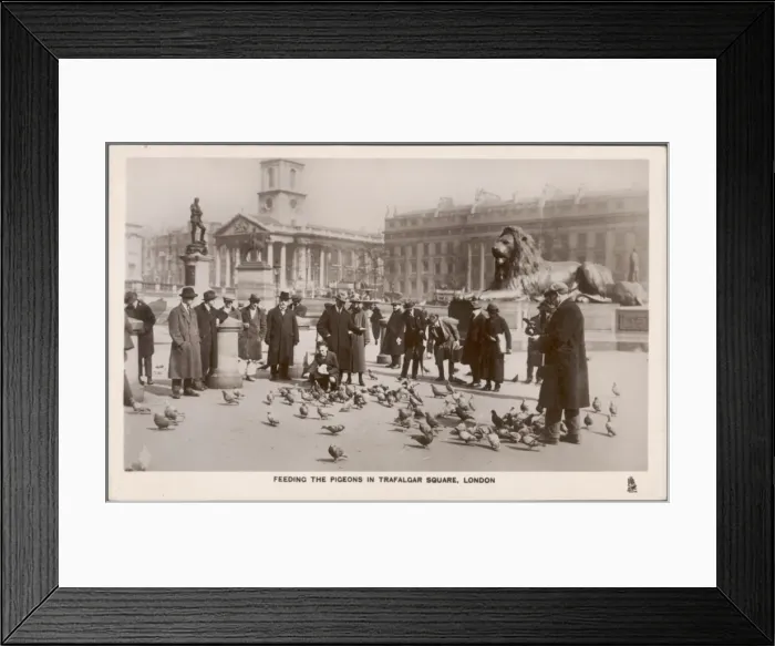 Framed Print : Trafalgar Sq / Pigeons Framed Print : Trafalgar Sq / Pigeons