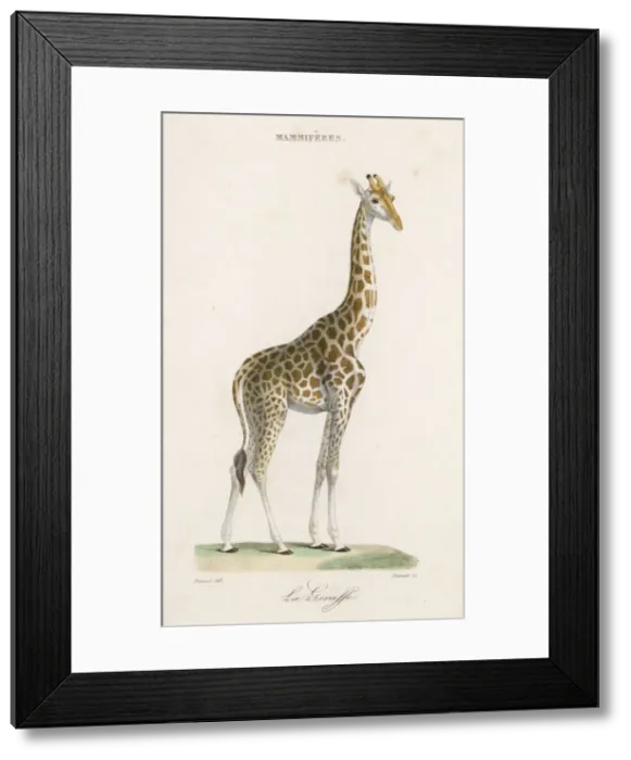 Framed Print : Giraffe / Prevost / C1835 Framed Print : Giraffe / Prevost / C1835