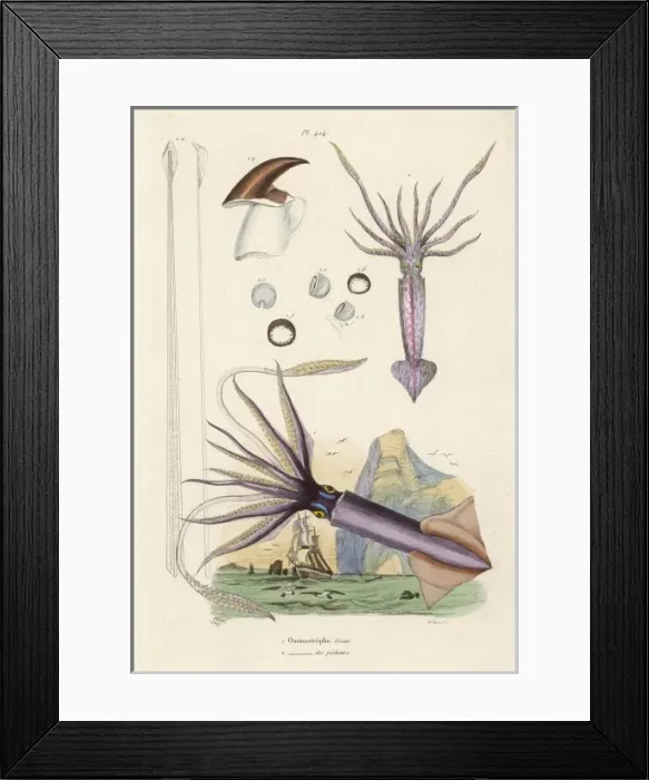 Framed Print : Giant Squid 1837 Framed Print : Giant Squid 1837