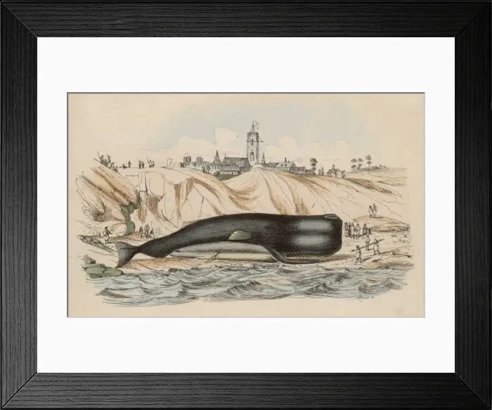 Framed Print : Beached Sperm Whale / Frie Framed Print : Beached Sperm Whale / Frie