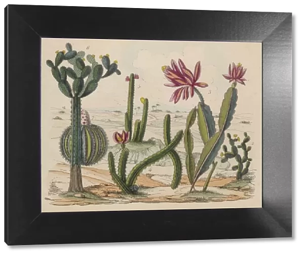 Cactus Plants in Flower