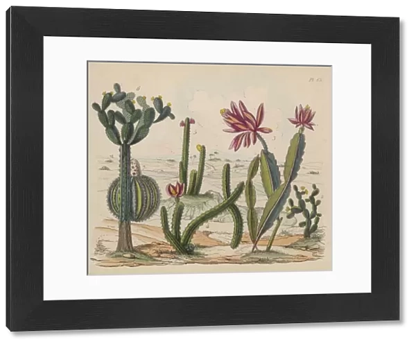 Cactus Plants in Flower