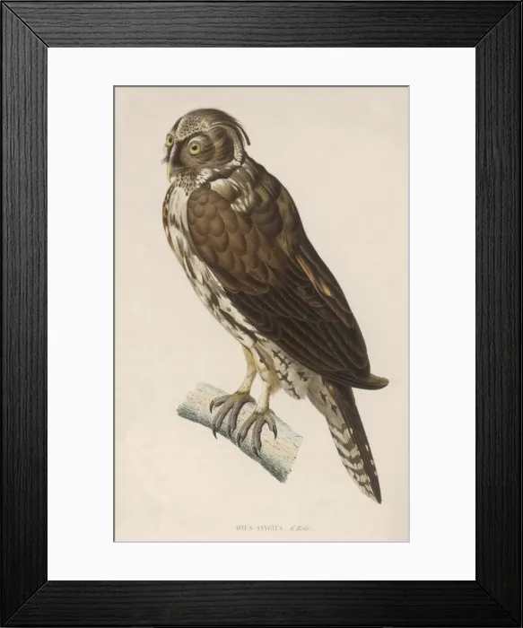 Framed Print : Long Eared Owl / Werner Framed Print : Long Eared Owl / Werner