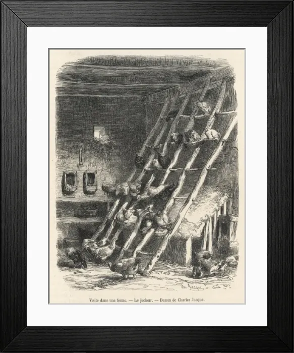 Framed Print : Poultry / French Hen Roost Framed Print : Poultry / French Hen Roost