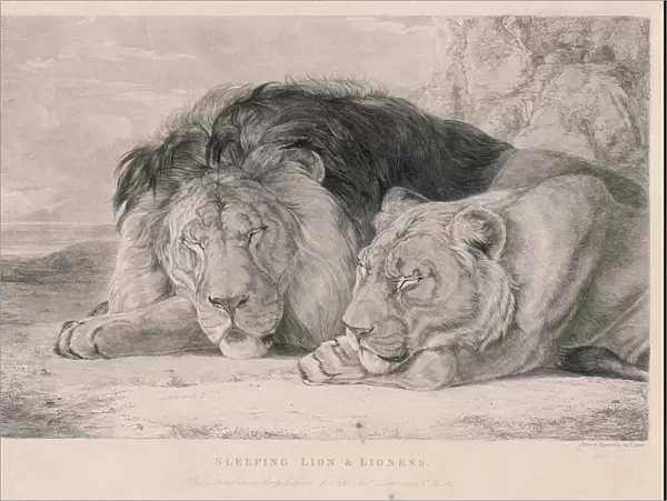 Sleeping Lions  /  F. Lewis