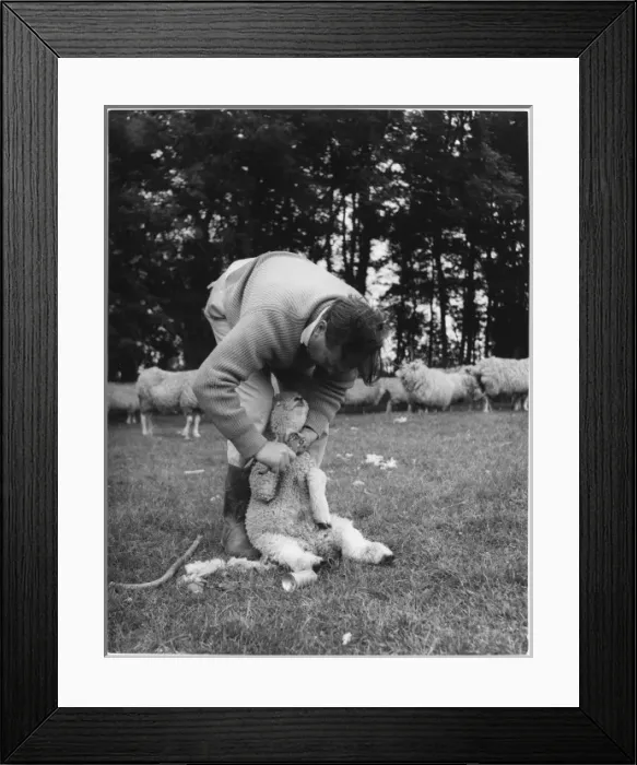 Framed Print : Lamb with Foot Rot