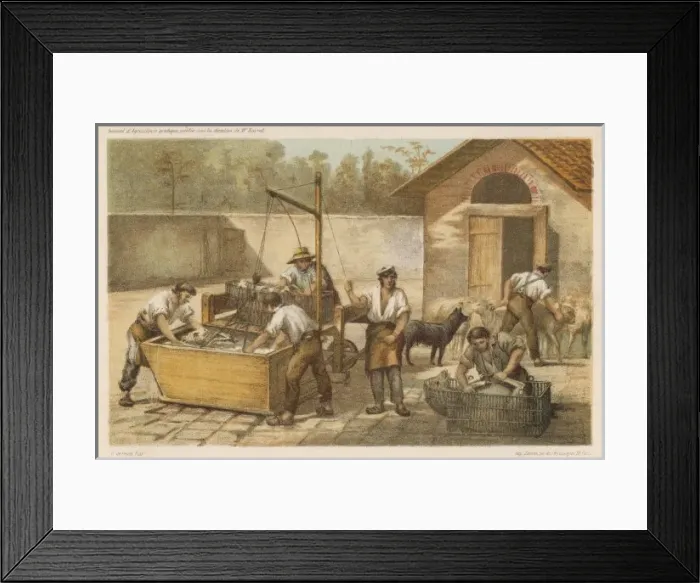 Framed Print : Dipping Sheep, France Framed Print : Dipping Sheep, France