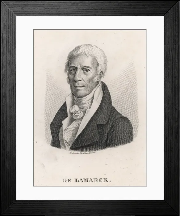 Framed Print : Jbpa De Lamarck / Tardieu Framed Print : Jbpa De Lamarck / Tardieu