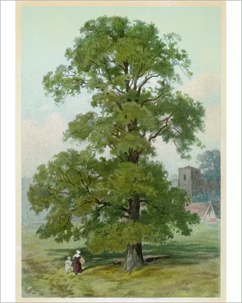 Trees  /  Common Elm C1890