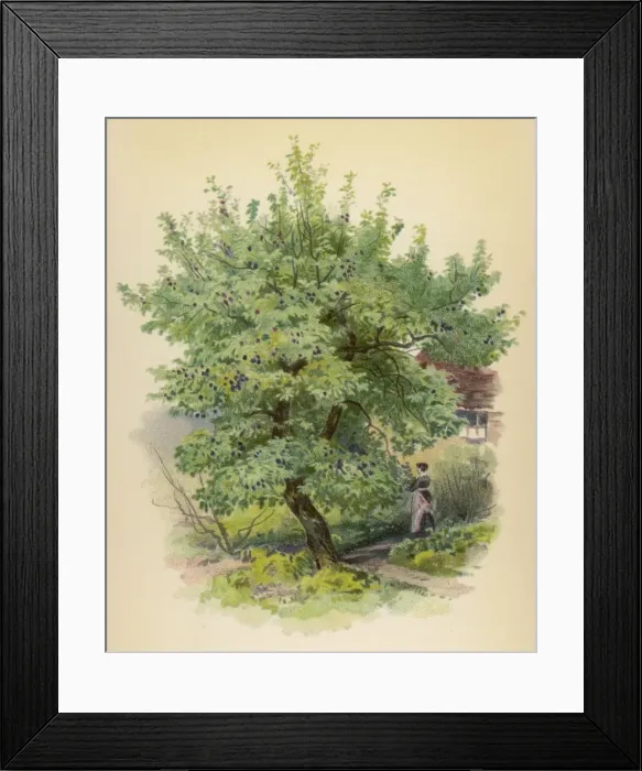 Framed Print : Trees / Plum / Chromo Framed Print : Trees / Plum / Chromo
