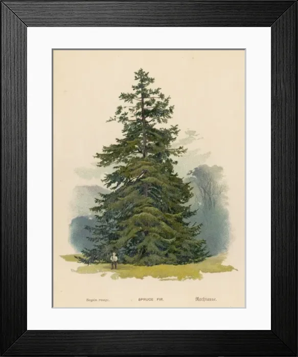 Framed Print : Spruce Fir Tree Framed Print : Spruce Fir Tree