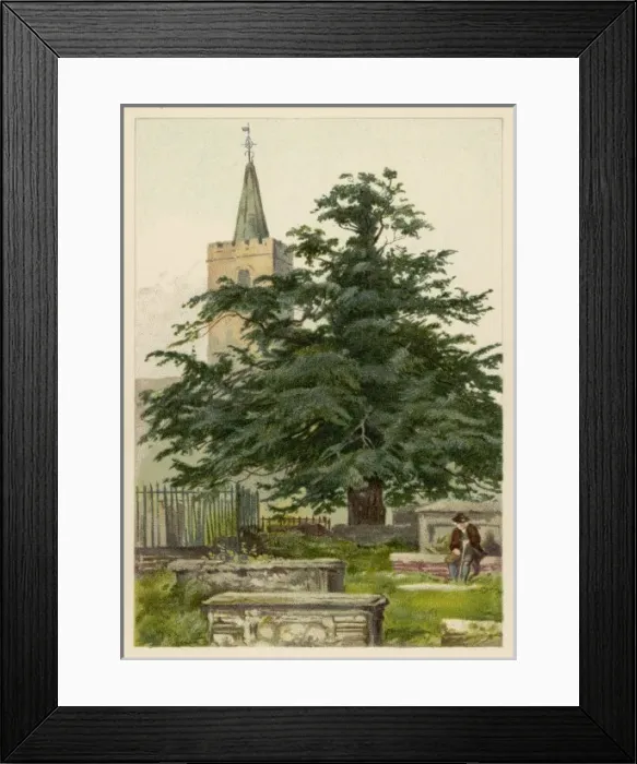 Framed Print : TREES / YEW C1890 Framed Print : TREES / YEW C1890