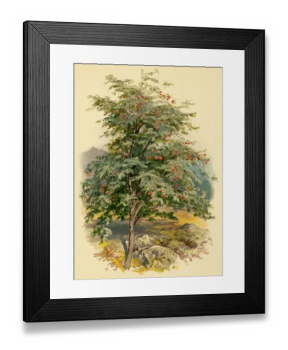 Framed Print : Mountain Ash Tree Framed Print : Mountain Ash Tree