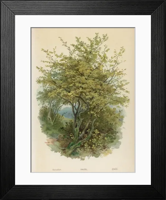Framed Print : Plants / Coryllus Avellana Framed Print : Plants / Coryllus Avellana