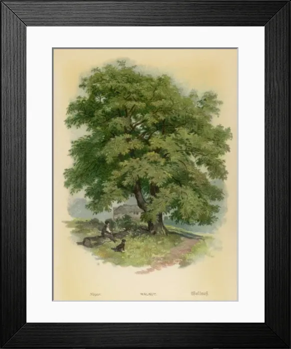 Framed Print : Walnut Tree Framed Print : Walnut Tree